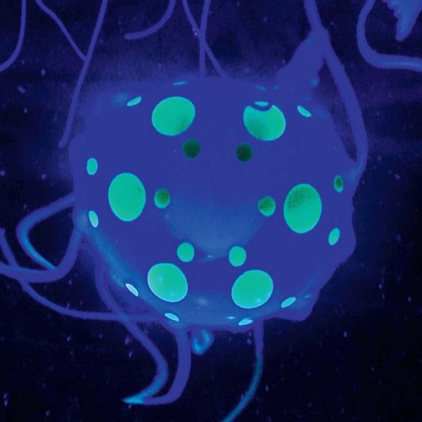 discovery-mindblown-stem-jellyfish-aquarium-lamp-32306066128983_720x-2